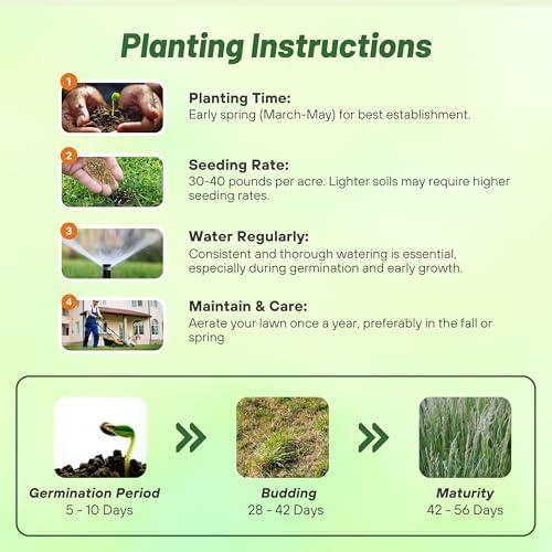 Outsidepride Perennial Ryegrass Seeds - 25 lb. Hardy & Fast-Growing, Cover Crop Seeds for Planting Glossy Dark Green Grass Leaves, Ideal for Hay Foraging, Pasture Grazing & Erosion Control - Image 5