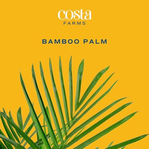 Costa Farms Bamboo Palm, Live Indoor Plant, Tropical Decor, Air Purifying - Image 3