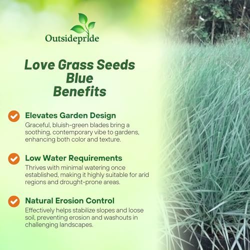 Outsidepride 1000 Seeds Perennial Eragrostis Elliotii Blue Eros Ornamental Love Grass Seed for Planting - Image 3