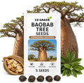 5 Baobab Tree Seeds | Adansonia Digitata Exotic Bonsai Seeds by CZGrain