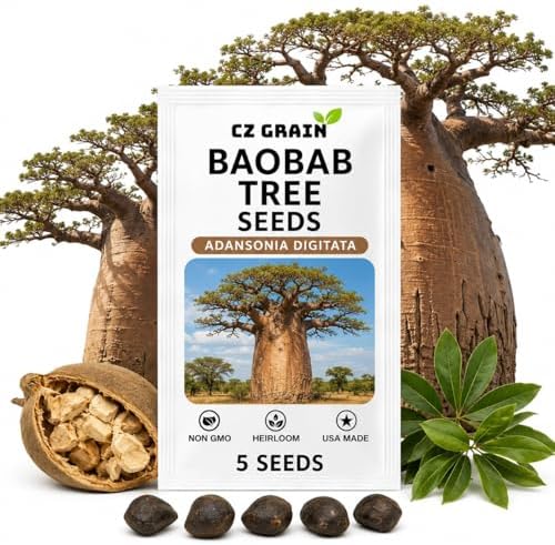 5 Baobab Tree Seeds | Adansonia Digitata Exotic Bonsai Seeds by CZGrain