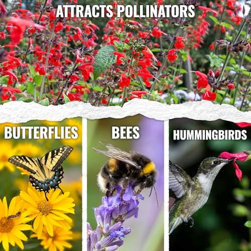 Seed Needs Scarlet Sage Seeds to Plant Perennial Red Salvia 10 Pack - Image 2