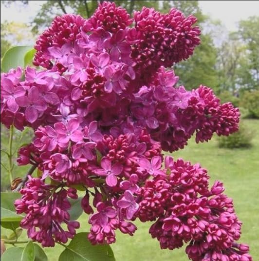 Red Pixie Lilac Shrub – Fragrant Reblooming Lilac Bush | Cold Hardy, Drought Resistant & Low Maintenance | Attracts Butterflies & Bees | Perfect for Small Gardens & Containers – Live Plant - Image 5