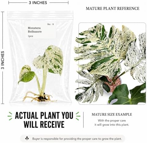 Monstera bolbasore, Complete Tissue Culture Kit – Rare Live Monstera Plant Starter, Indoor Houseplant - Image 2