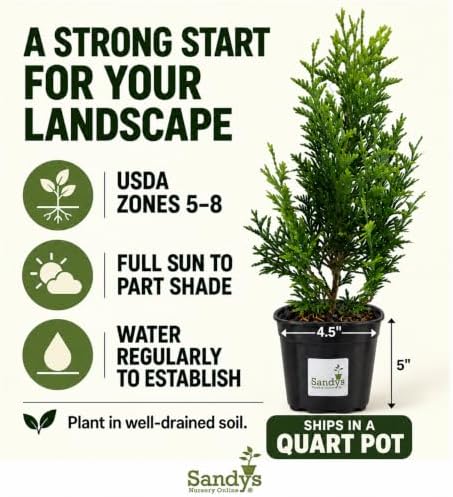 Thuja Evergreen Shrub, Green Giant Arborvitae, Quart Pot - Image 7