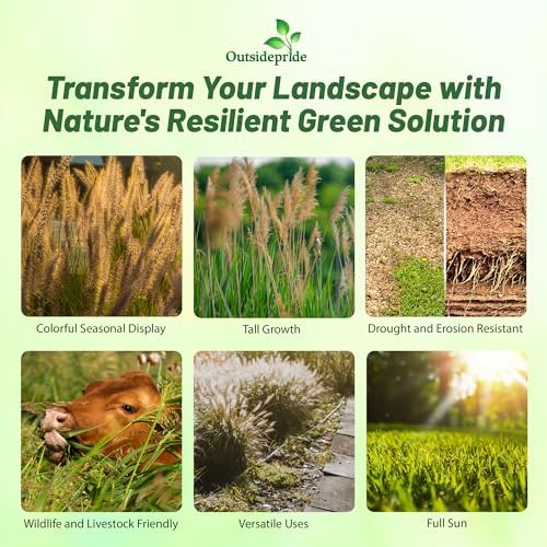 Outsidepride Indian Native Grass Seed - 5 lbs. Perennial, Low Maintenance, Drought-Tolerant Prairie Grass Seed for Wildlife Habitat, Livestock Forage, Ornamental Landscaping & Erosion Control - Image 3