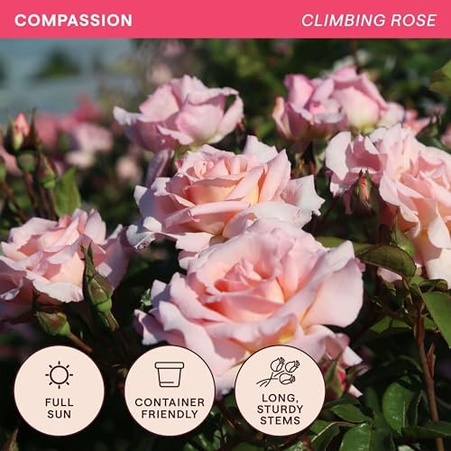Heirloom Climbing Roses, Live Own Root Plant, Compassion® - Image 4