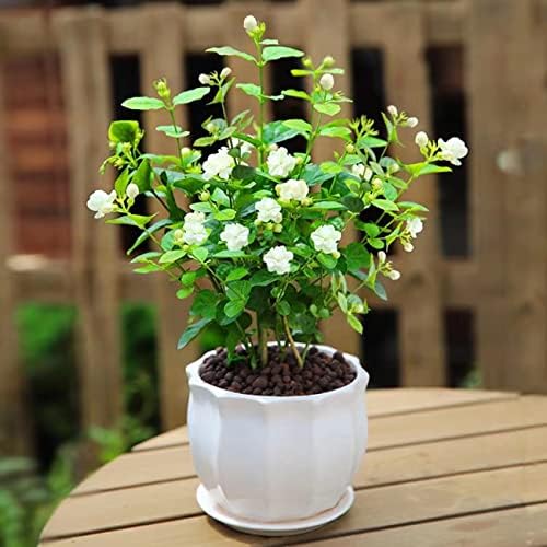 420+ Climbing Jasmine Flower Seeds Fragrant Plant for Planting Garden Home Four Seasons Evergreen Silver Jasmine Garden Balcony Climbing Flower Non-GMO - Image 7