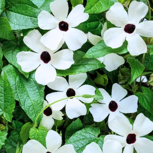 Park Seed White Black-Eyed Susan Vine Thunbergia – Pack of 25 - Image 2