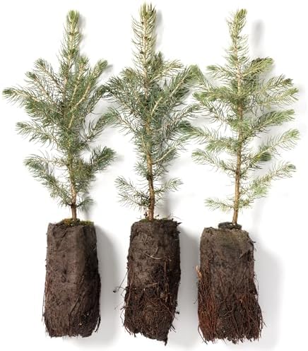 Colorado Blue Spruce Jumbo Tree Plug Seedlings | 12"-18" | Arbor Day Foundation (3-Pack) by ArborDayFoundation