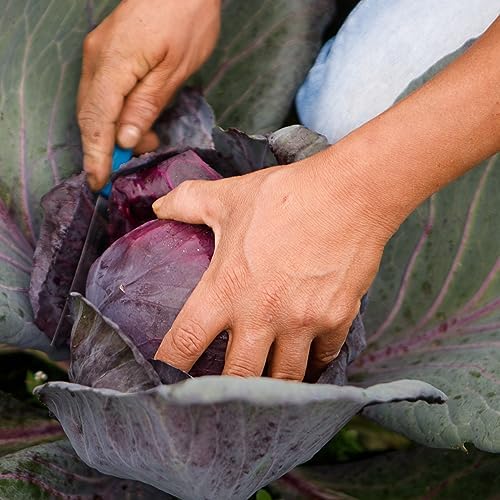 Organic Cabbage Seeds (Red Acre) - Approx 750 Seeds - Certified Organic, Non-GMO, Open Pollinated, Heirloom, USA Origin - Image 6