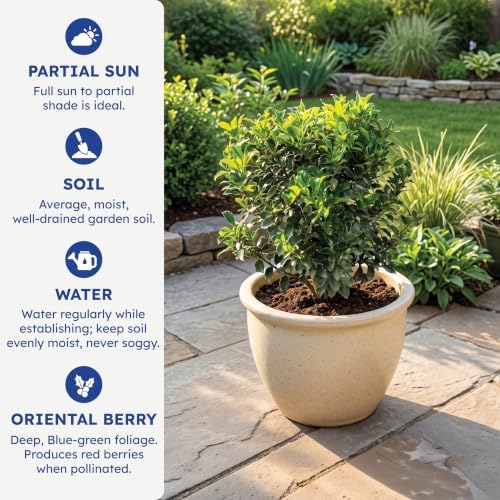 Blue Maid Holly, Live Evergreen Shrub, 3 Gallon - Image 6