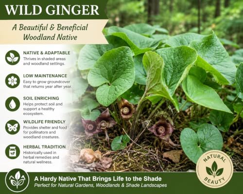 5 Wild Ginger Plants Bare Root Native Perennial Asarum Canadense (5 Roots) - Image 3