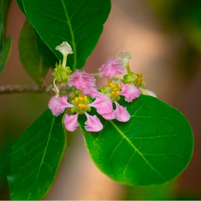 Barbados Cherry Tree (4 Pack) Live Plant for Sale | Easy to Grow Plants | Edible Fruit Plant for Sustainable Living | Grow Your Food on Your Edible Organic Garden - Image 5