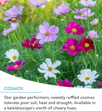 Burpee Wildflower 25,000 Bulk, 1 Bag 18 Varieties of Non-GMO Flower Seeds for Hummingbirds and Butterflies - Image 4