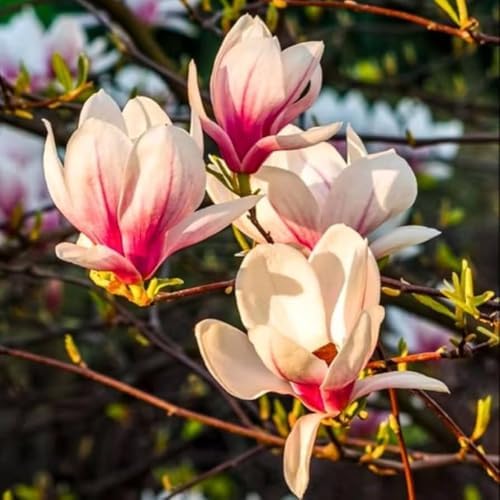 Saucer Magnolia Live Plant, Ornamental Tree, 6-12 Inch Tall, 2.5 Inch Pot - Image 5