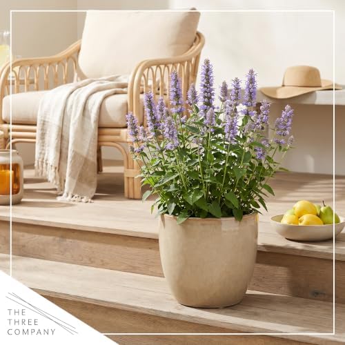 Hummingbird Mint (Agastache) - Blue Blooms (Blue Fortune), Live Pollinator-Friendly Flowering Perennial, 12" Tall by 5" Wide in 2 Qt Pot - Image 6