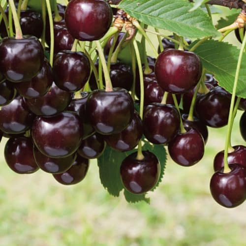2 Black Cherry Live Plants, Fruit Bearing Tree, 12-18 Inch Tall - Image 4