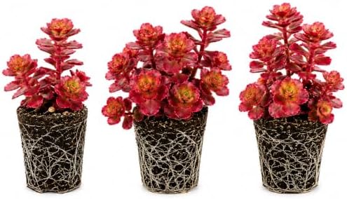Sedum Spurium Fuldaglut Live Plant Plugs – Cherry Red Foliage Stonecrop – Rooted Succulent Starter Plants – Spreading Ground Cover, 1 Plant by CZGrain