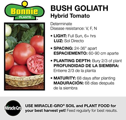 Bonnie Plants Bush Goliath Tomato, Live Plant, 19.3 oz., 4-Pack - Image 3