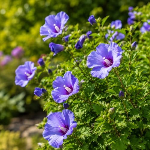 Blue Hibiscus Plant Live, Rose Hibiscus Flower Plant, Blue Purple Flowering Tropical Shrub, 4-8 Inch Tall, No Pot, No Ship TX - Image 4