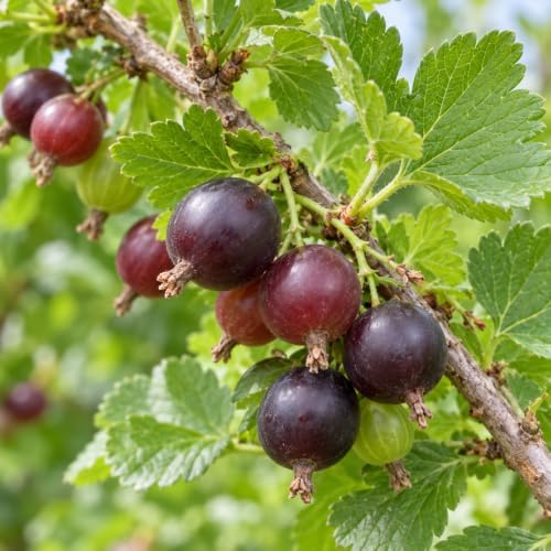 Black Velvet Gooseberry Bush/Shrub - 6-12" Tall Live Plant - Image 5