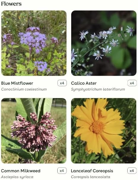 16 Outdoor Native Plants for Full Sun to Support Monarch Butterflies – Includes Common Milkweed, Lanceleaf Coreopsis, Blue Mistflower & Calico Aster – Not Seeds – 4–8” Tall on Arrival – Easy to Grow - Image 3