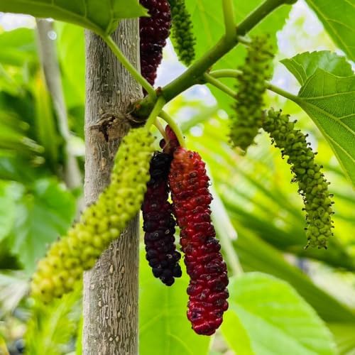 Pakistan Mulberry Tree Live Plant, 5-8" Mulberry Starter Plant - Image 6