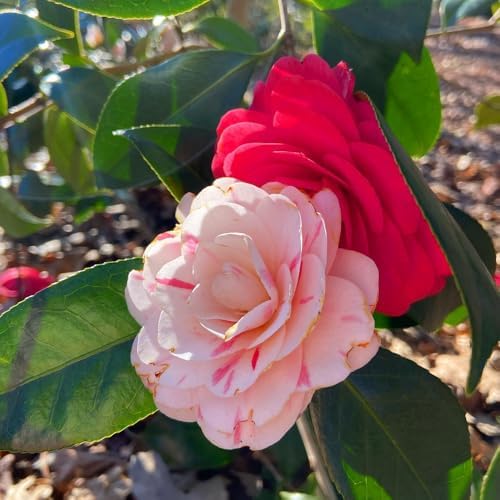 20+ Mixed Camellia Seeds for Planting,Cold Hardy Ornamental Camellias Seeds Non-GMO Heirloom,Evergreen Flowering Shrub Seed for Garden Home Outdoor - Image 5