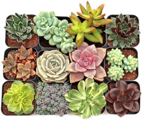 Mountain Crest Gardens Ultimate Succulent Variety Pack - 12 Unique Live Plants, Many Types, Rooted in 2 inch Pots - Indoor/Outdoor Real Succulents for Garden Decor, Favors, DIY Arrangements - Image 2