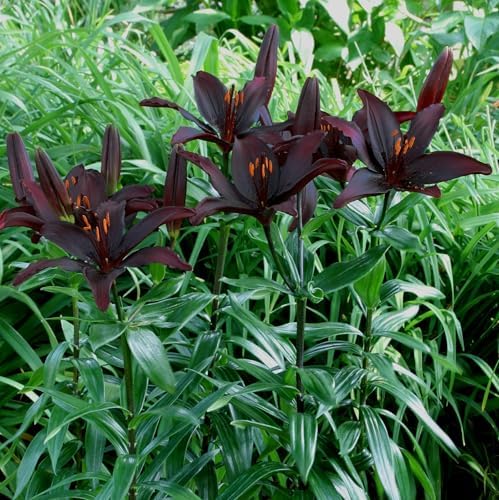 Votaniki Blacklist Lily Bulbs - Deep Black Blooms, Lilium 'Blacklist' Asiatic Lily | Ideal for Summer Gardens - Easy to Grow Perennial Flower (6 Pack) - Image 3
