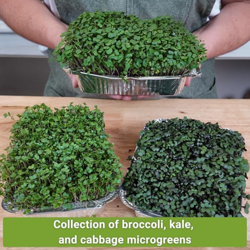 Sow Right Seeds- Superfood Microgreens Seed Collection for Planting Indoors - Image 3
