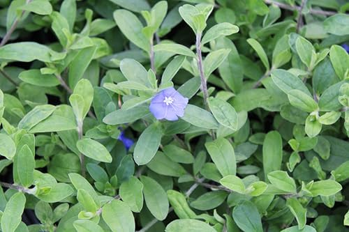 3 Live Blue Daze | 4" Pot | Evolvulus glomeratus | Perennial | Blooming Ground Cover | Low Maintenance - Image 4