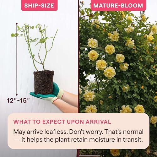 Heirloom Climbing Roses, Live Own Root Plant, Golden Gate™ - Image 2