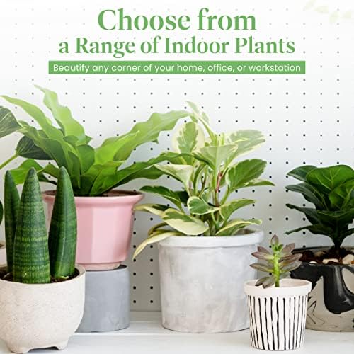 American Plant Exchange Cast Iron Plant – Live 10-Inch Potted Evergreen, Hardy Low-Light Houseplant, Drought-Tolerant & Easy-Care Foliage Plant for Home, Office & Shade Gardens - Image 3