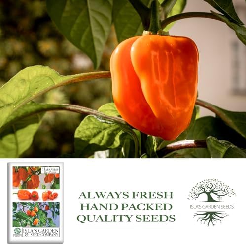 Habanero Hot Pepper Seeds (Capsicum chinense) – 25+ Heirloom Non-GMO Seeds by Isla’s Garden Seeds, Fiery Lantern-Shaped Peppers for Salsa & Hot Sauce, Productive Warm-Season, Bold Flavor for Cooking - Image 4