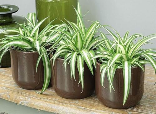 American Plant Exchange Spider Plant – Live Indoor Houseplant, 4-Inch Pot – Air-Purifying Chlorophytum Plant for Home, Office, and Indoor Décor - Image 3