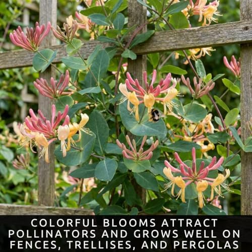 Goldflame Honeysuckle Live Bare Root Plants | Fast Growing Fragrant Flowering Vine Saplings | Pollinator-Friendly Climbing Plants | Dormant Nursery Stock | Ready to Plant (3 Plants) - Image 2