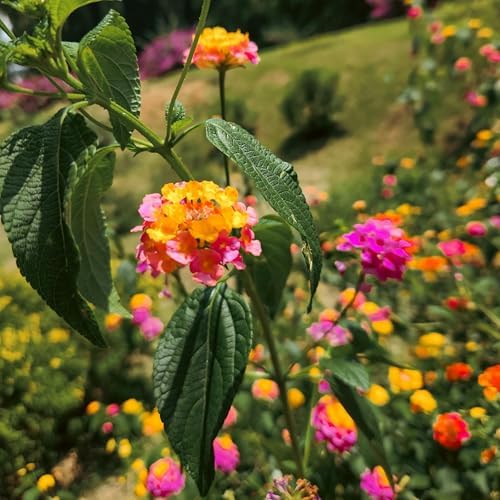 CarpetC 199+ Lantana Seeds for Planting, Evergreen Perennial Shrub Lantana Camara, Drought Tolerant Long-Blooming Flowers for Garden Borders and Home Hanging Baskets - Image 5