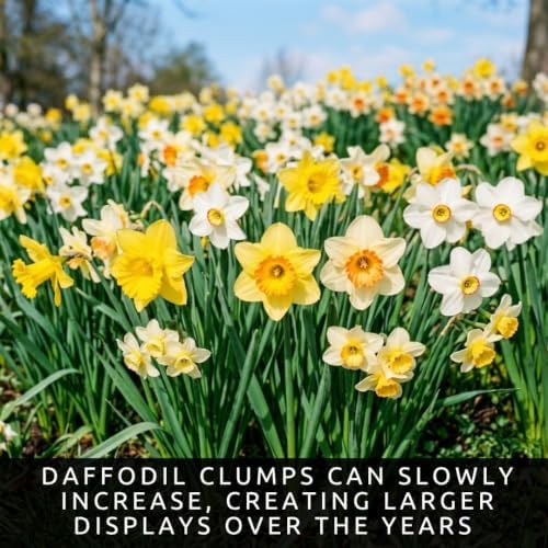 25 Large Flowering Mix Daffodil Bulbs – 12/14 cm Spring Garden Narcissus - Image 4
