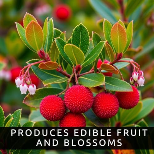30 Strawberry Tree Seeds | Arbutus Unedo Evergreen Tree Seeds - Image 5
