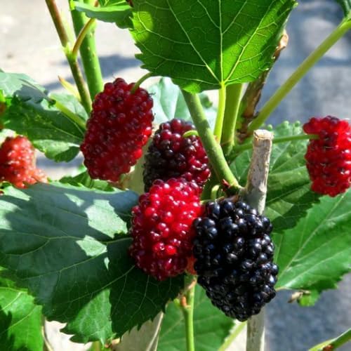Illinois Mulberry Tree Live Plant, 5-8" Mulberry Starter Plant - Image 5