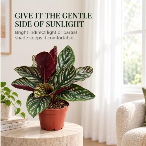Calathea Ornata Live Plant, 2 Inch Pet Safe Indoor Houseplant - Image 5