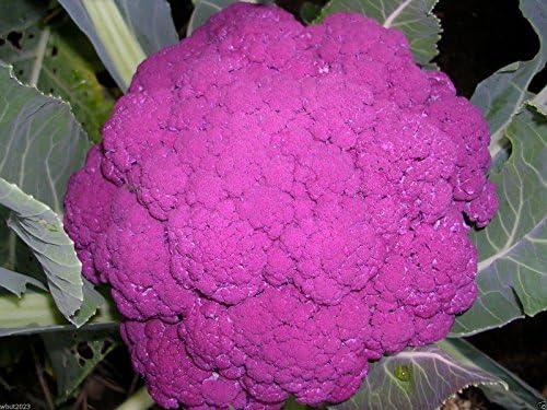 Cauliflower Seeds - Graffiti Cauliflower - Flashy Purple Heads. 20 Seeds ! - Image 5