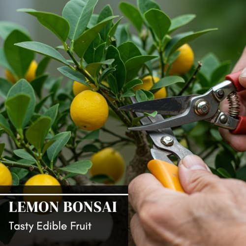 Dwarf Lemon Bonsai Tree Seeds, 20 Seeds, Grow a Delicious Fruit Bearing Bonsai Tree, Great for Home Gardening - Image 4