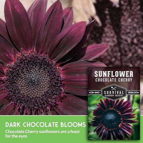 Chocolate Cherry Sunflower Seeds for Planting - 2 Packs - Image 3