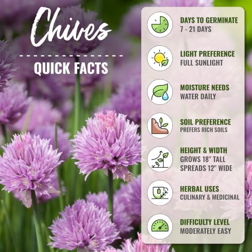 Seed Needs Common Chives Seeds to Plant an Herb Garden - 5 Packs - Image 4