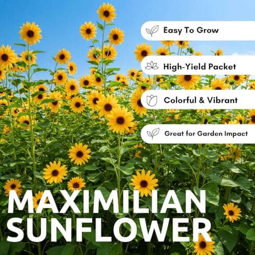 100 Maximilian Sunflower Seeds | Native Perennial Flowers for Planting - Image 5