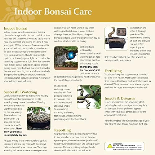 Brussel's Bonsai - Medium Ficus Live Bonsai Tree, Potted Indoor Plant - Image 4