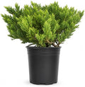 Prince of Wales Juniper | 2 Large Trade Gallon Size Plants | Juniperus Horizontalis | Low Maintenance Groundcover, Evergreen Shrub Landscaping, Drought Tolerant Plant, Spreading Juniper Borders by FloridaFoliage